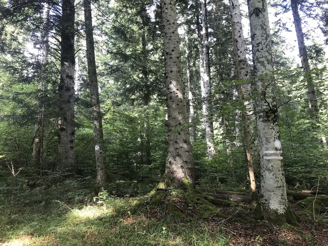 IMG 2117